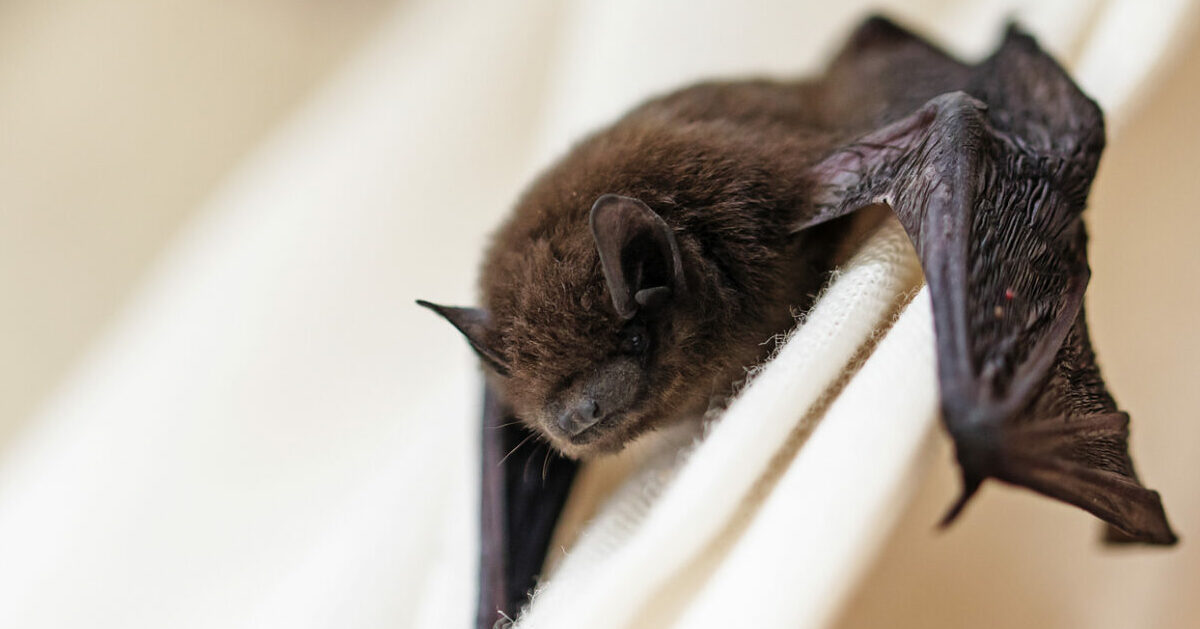 Morso pipistrello